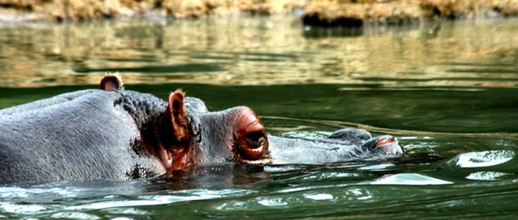 A hippo swims down the Congo