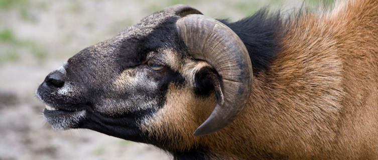 A Cameroonian Sheep