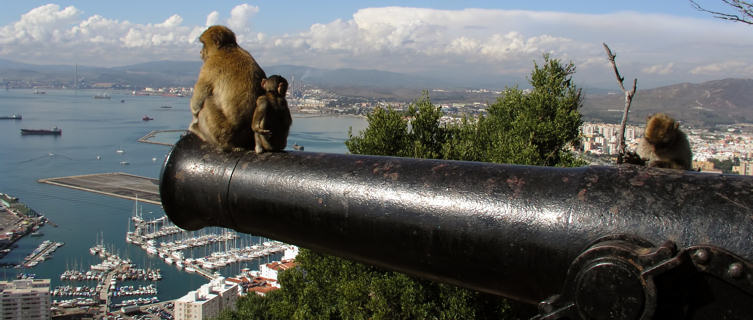 Barbary Apes in Gibraltar