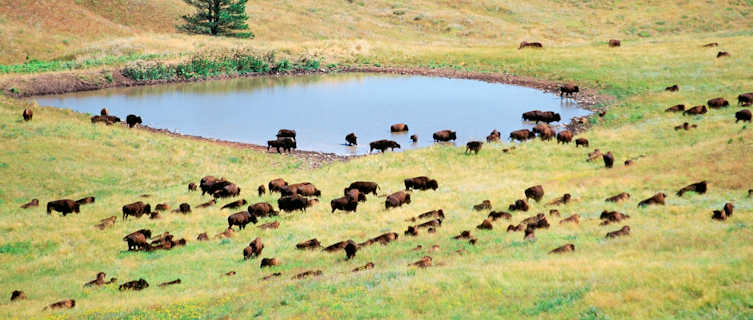 Buffalo grazing, South Dakota