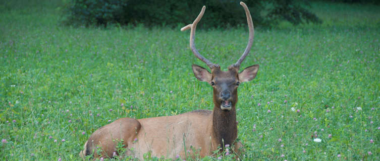 Elk, Great Smoky Mountains, North Carolina