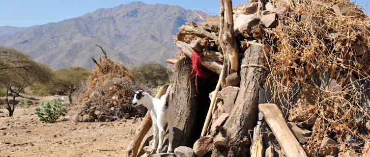 Eritrean goatshed