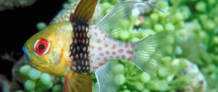 Explore fish life in Palau