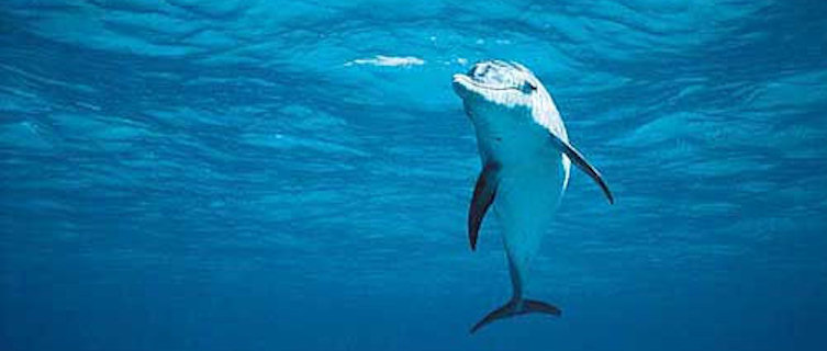 Go dolphin-watching in Tonga