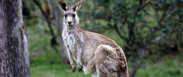 Grey kangaroo, Australian Capital Territory