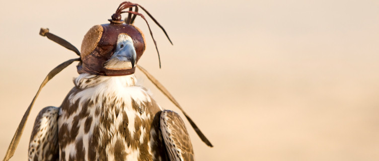 Hooded falcon, Qatar