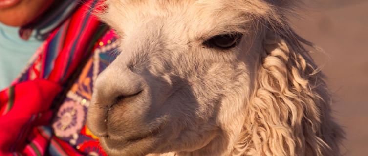 Llama, Peru