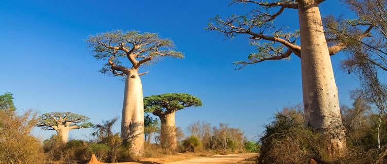 Madagascar's baobab trees
