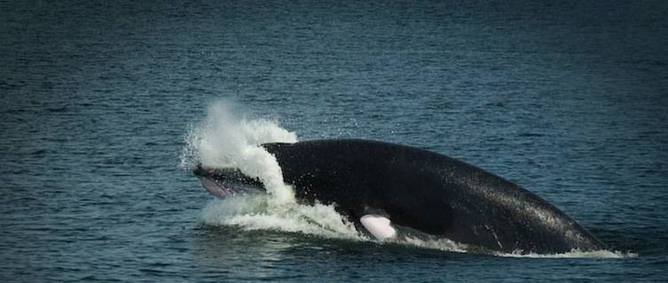 Minke whale in St Lawrence River