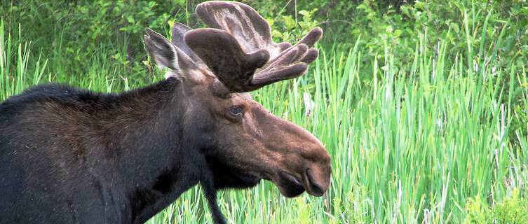 Moose in Ontario's Algonquin Park