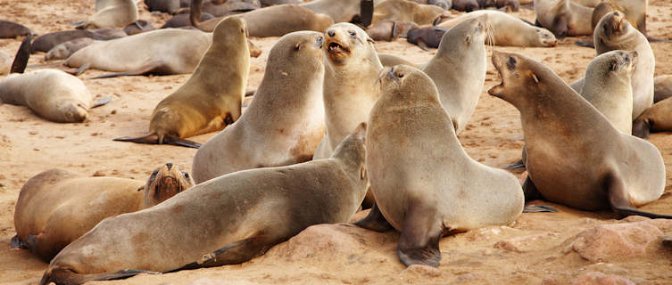 Namibia's seal colony at Cape Cross