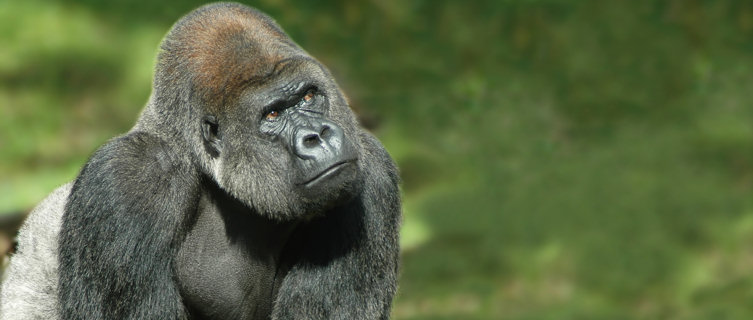 Rare mountain gorillas, Congo