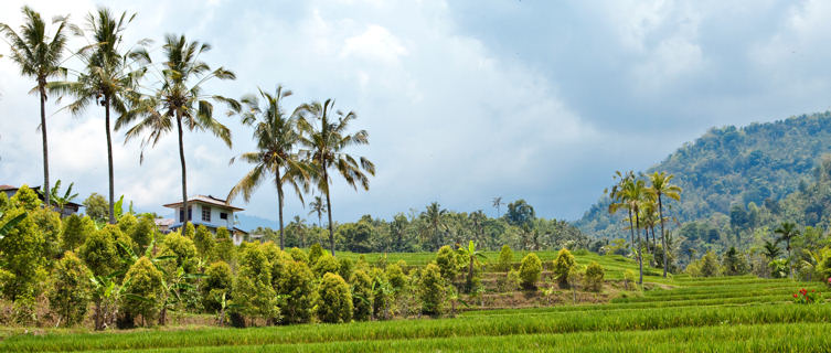Rice terraces, Bali, Indonesia