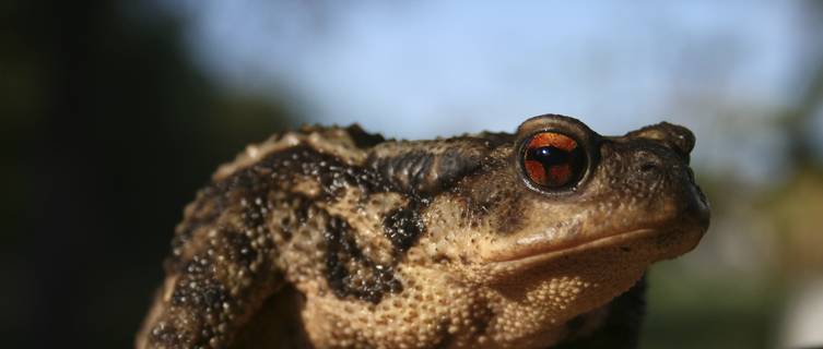Tropical toad native to Sao Tome e Principe