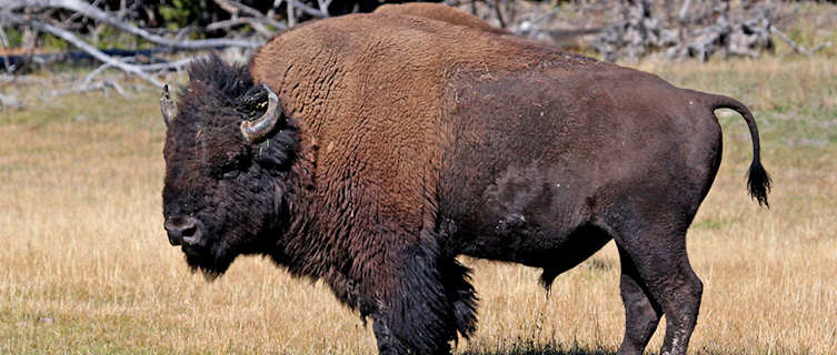 Wild buffalo, Wyoming